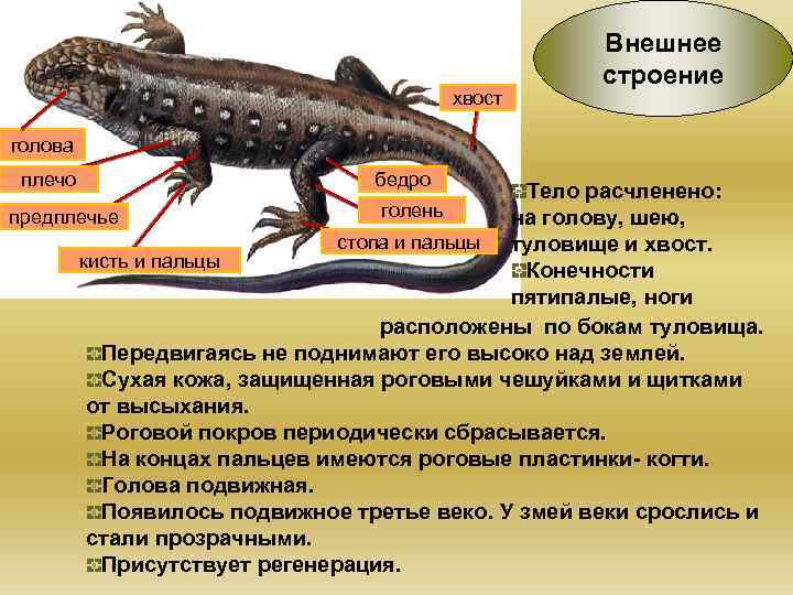 Отличие строения пресмыкающихся и млекопитающих