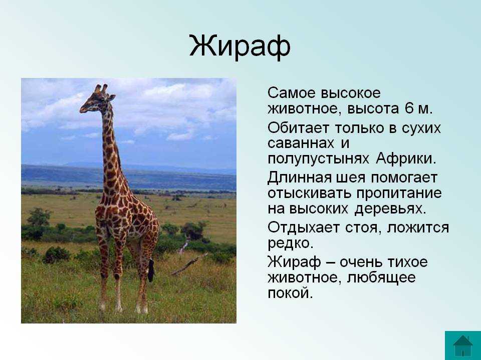 На рисунке изображены жираф и трехэтажный дом высота жирафа составляет 5 м определите примерную