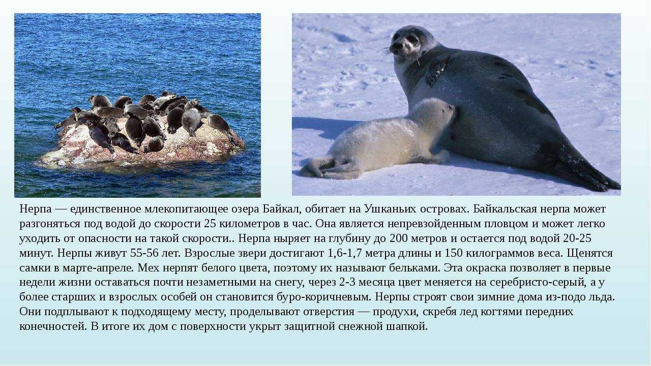 Байкальская нерпа - интересные факты о байкале