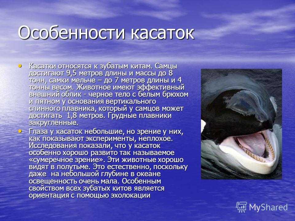Где и какие киты живут в морях россии? где и когда можно увидеть китов в россии своими глазами?