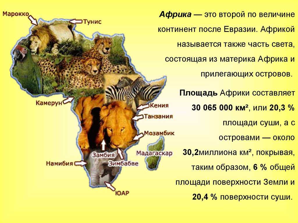 Африки животный география. Африка материк. Рассказать про Африку. Проект на тему Африка. Африка образ материка.