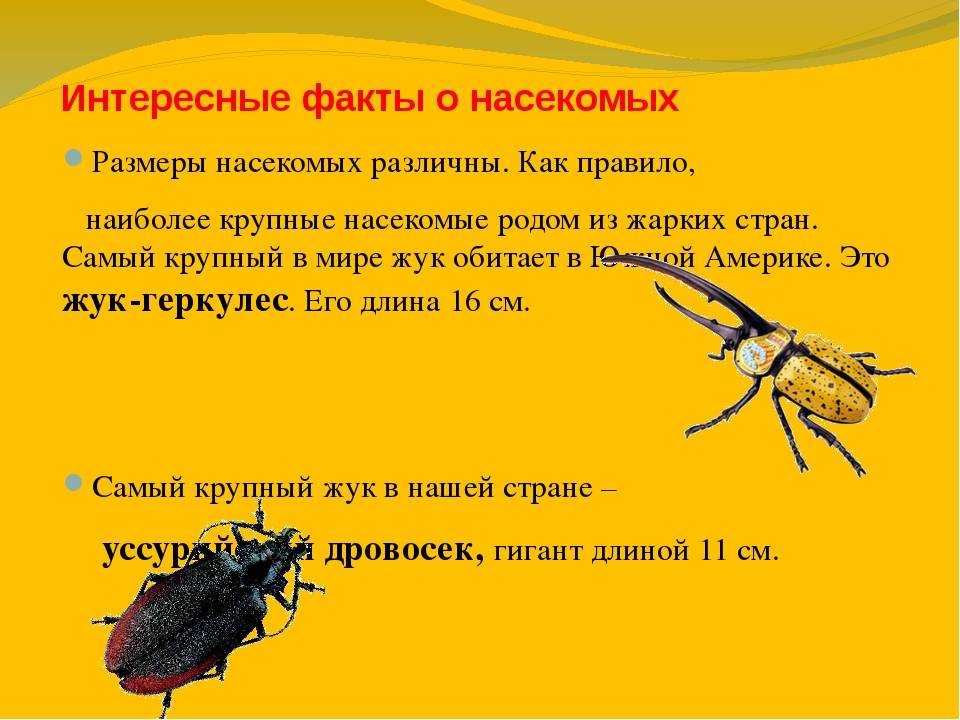 Интересные факты о насекомых: топ-10