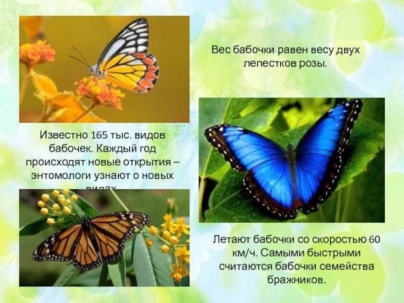 Интересные факты о бабочках - 24сми