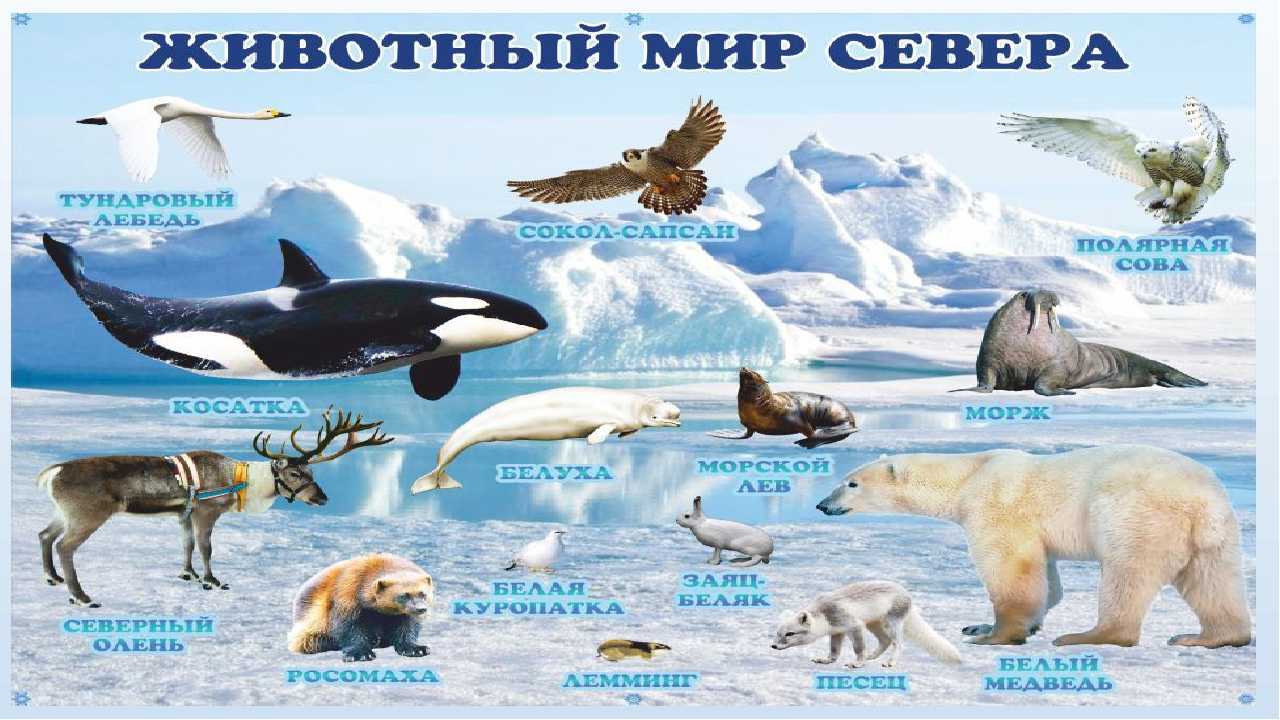 1315,животные арктики сообщение