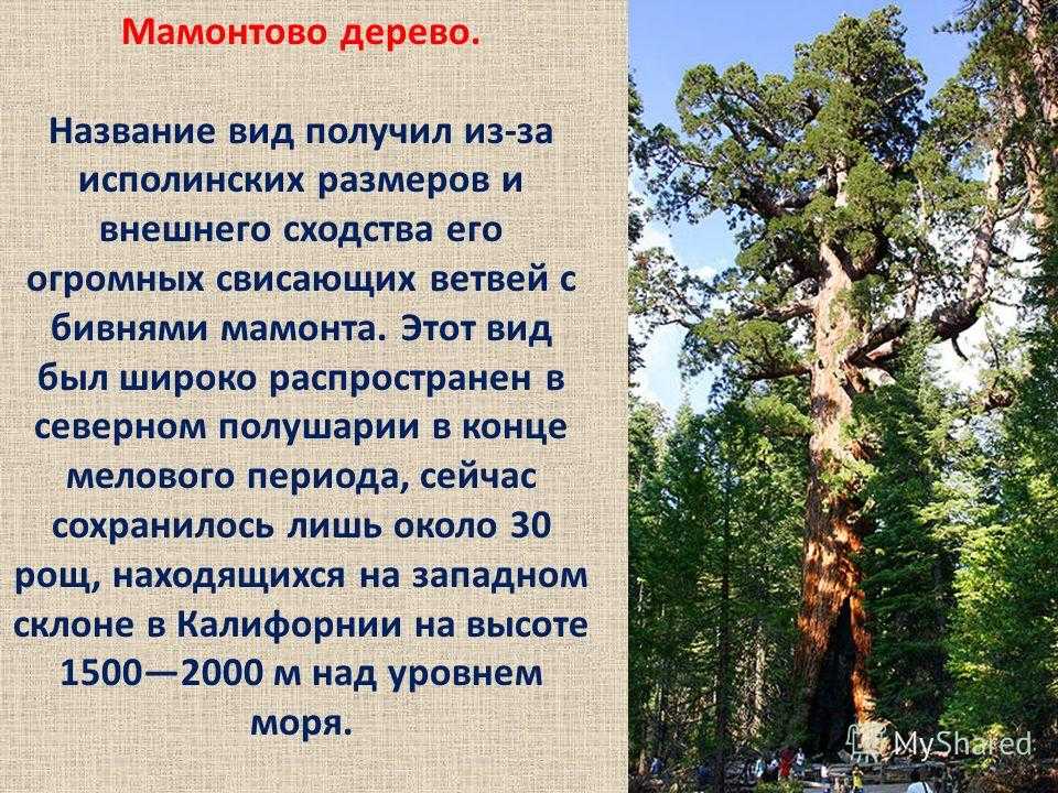 Самое высокое и большое дерево в мире (в высоту и в диаметре) — самый крупный,широкий и старый дуб на планете (фото) — sowetu.ru