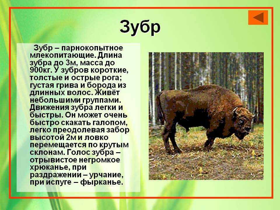 Зубр - животное из красной книги - основная информация