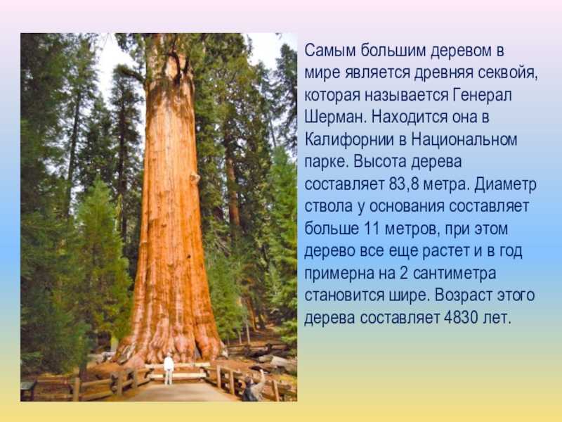 Топ 10 самых высоких деревьев в мире - названия, фото и описание — природа мира