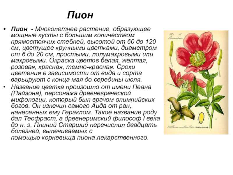 Пионы