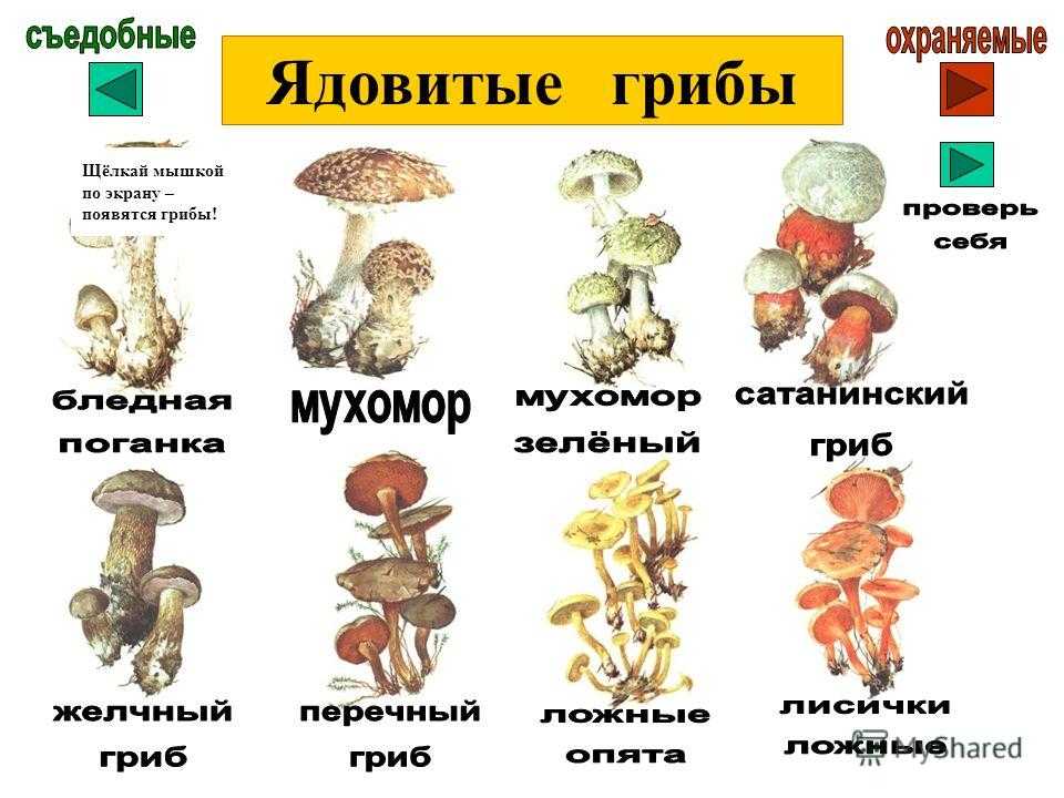 Грибы вы знаете какие съедобные. Съедобные грибы и несъедобные грибы названия. Съедобные грибы и несъедобные грибы названия таблица. Название 3 несъедобных грибов. Съедобные грибы и несъедобные грибы описание.