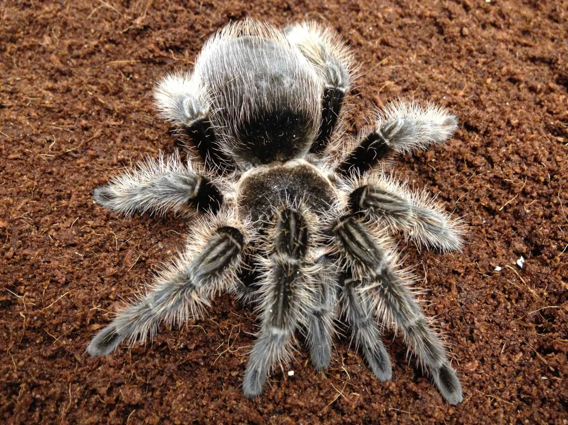 Паук тарантул: описание. чем опасен укус тарантула?