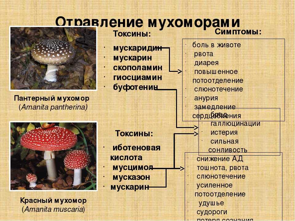 Какой тип питания характерен для мухомора пантерного изображенного на рисунке 1 обоснуйте свой ответ