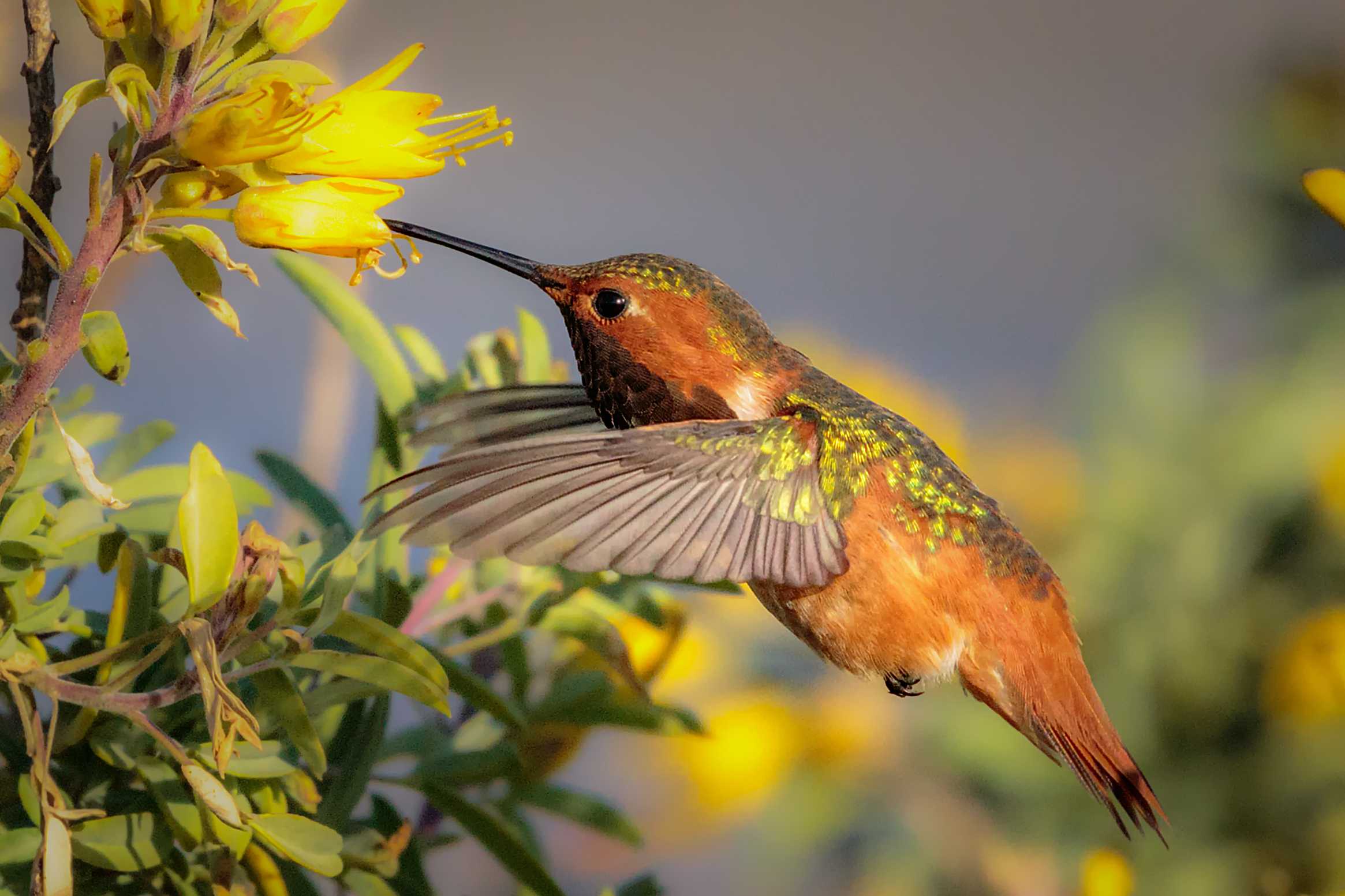 Где живёт колибри: правда и мифы об удивительной птичке