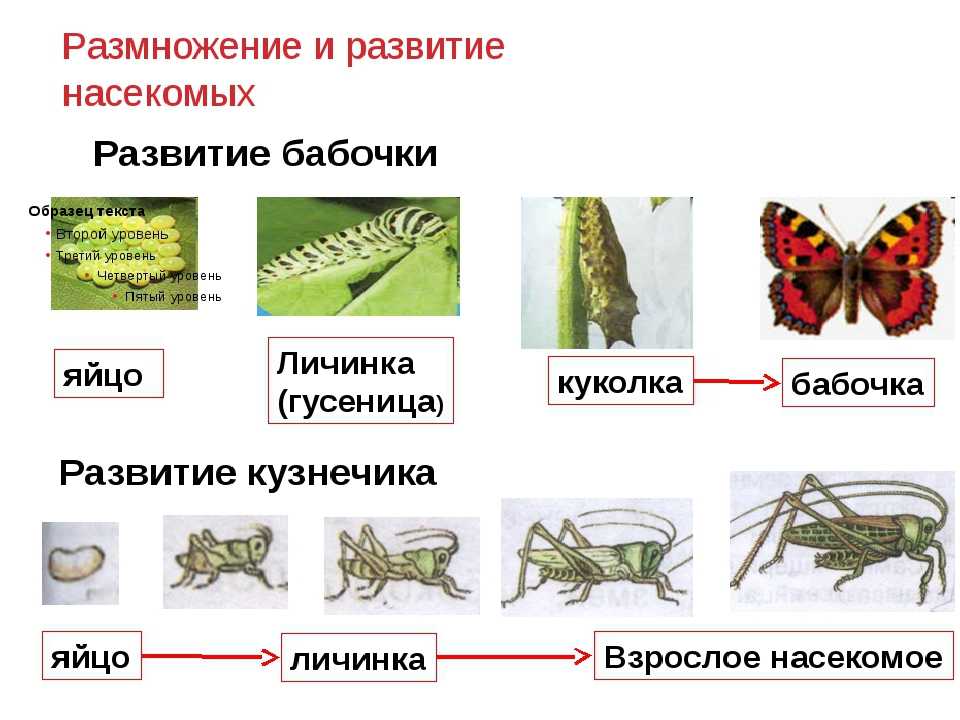 15 интересных фактов о цикадах