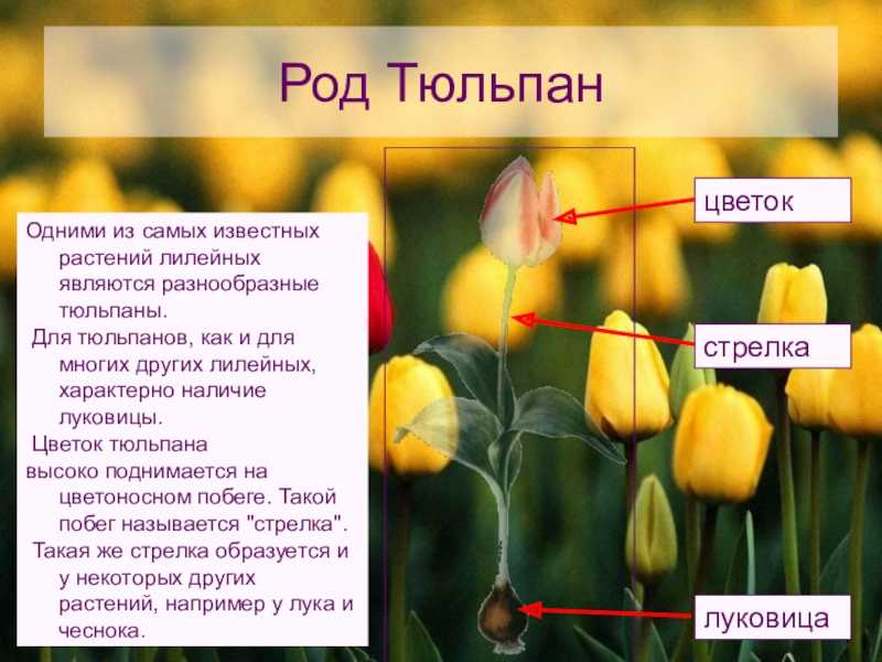 Тюльпаны: таблицы видов и сортов с фото и описаниями, уход