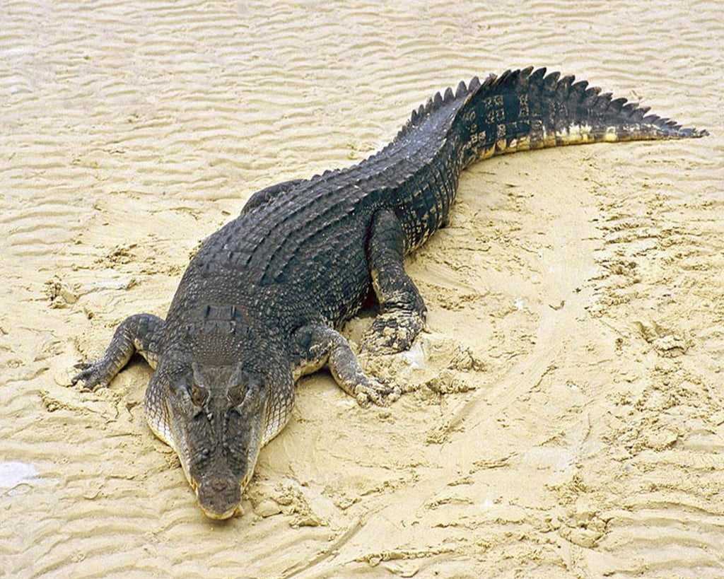 Крокодил описание животного