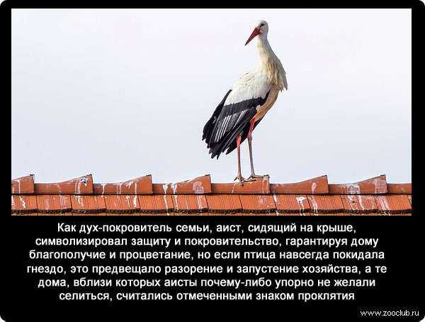 Аист птица. описание, особенности, виды и среда обитания аиста | живность.ру