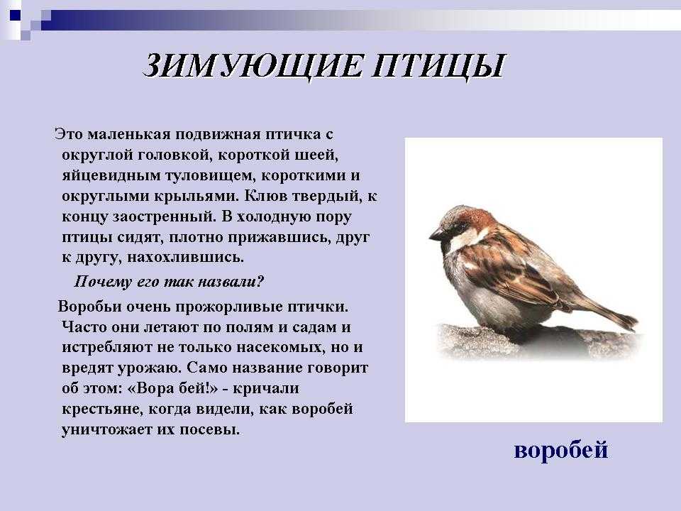 Составить план по тексту воробей