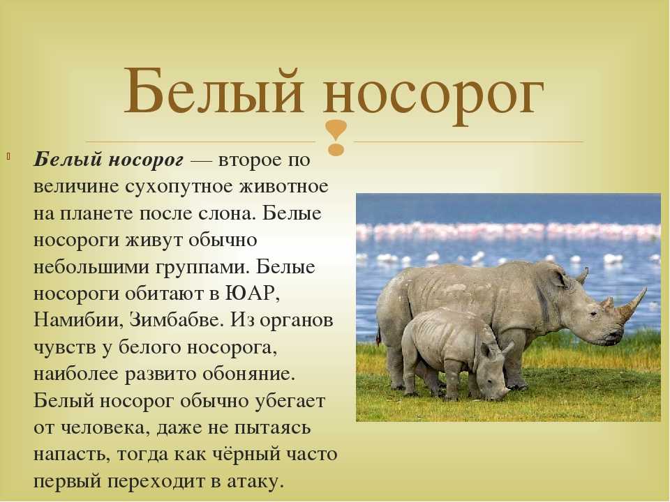 Бурый и белый шерстистый носорог