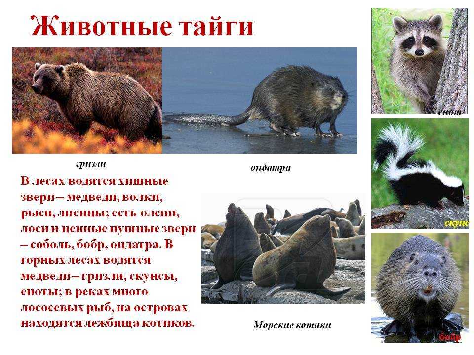Тайга