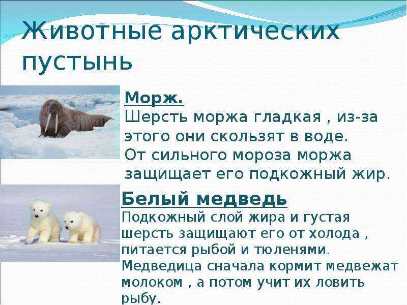 Северный ледовитый океан