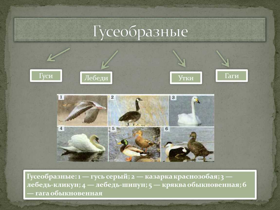 Представители гусеобразных. Систематика отряда Гусеобразные. Отряд Гусеобразные классификация. Отряд Гусеобразные питание. Отряд Гусеобразные представители.