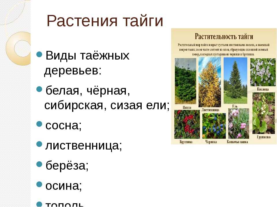 Лесная зона интересные факты. Природная зона Тайга растительный мир. Природные зоны России Тайга растения. Растительный мир тайги 4 класс. Растительный мир тайги в России 8 класс.