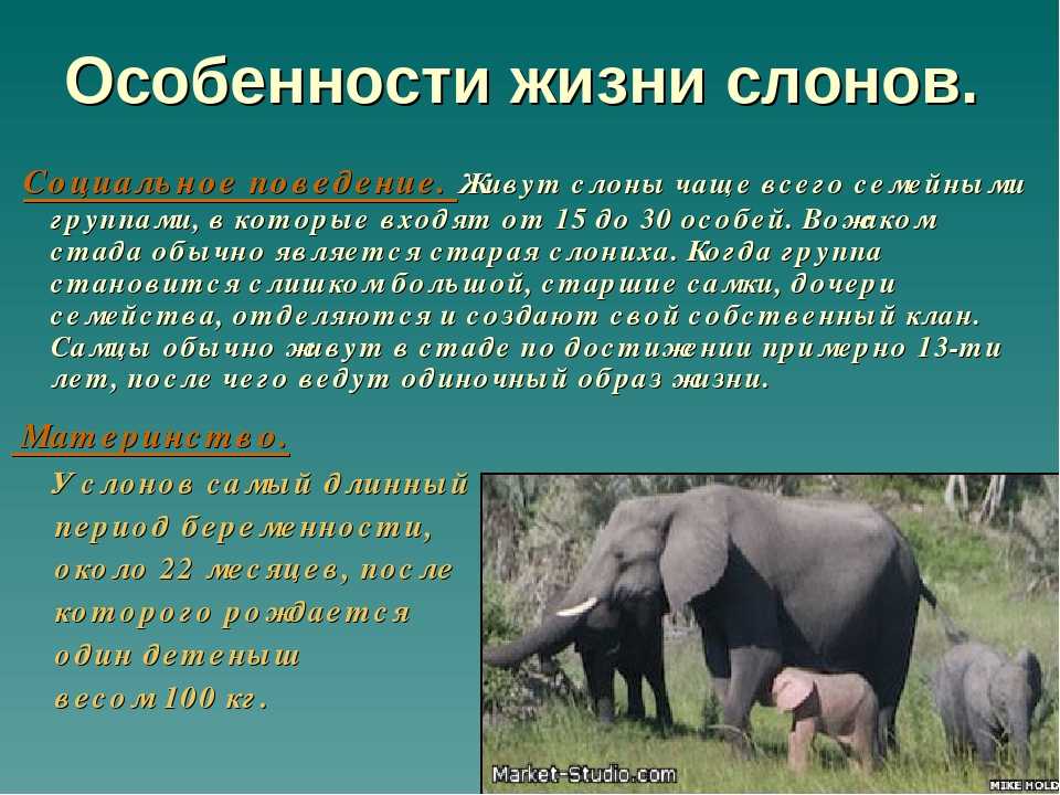Самые интересные факты о слонах