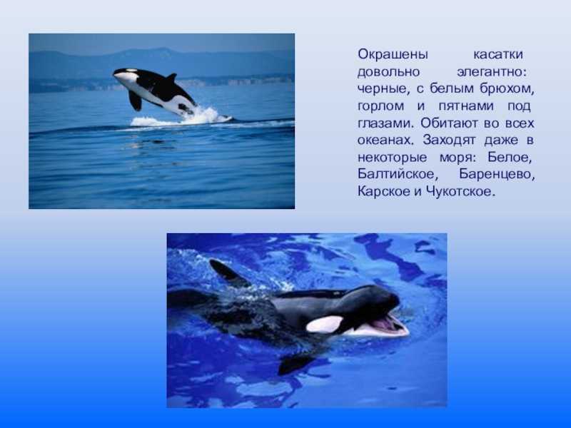 Косатка