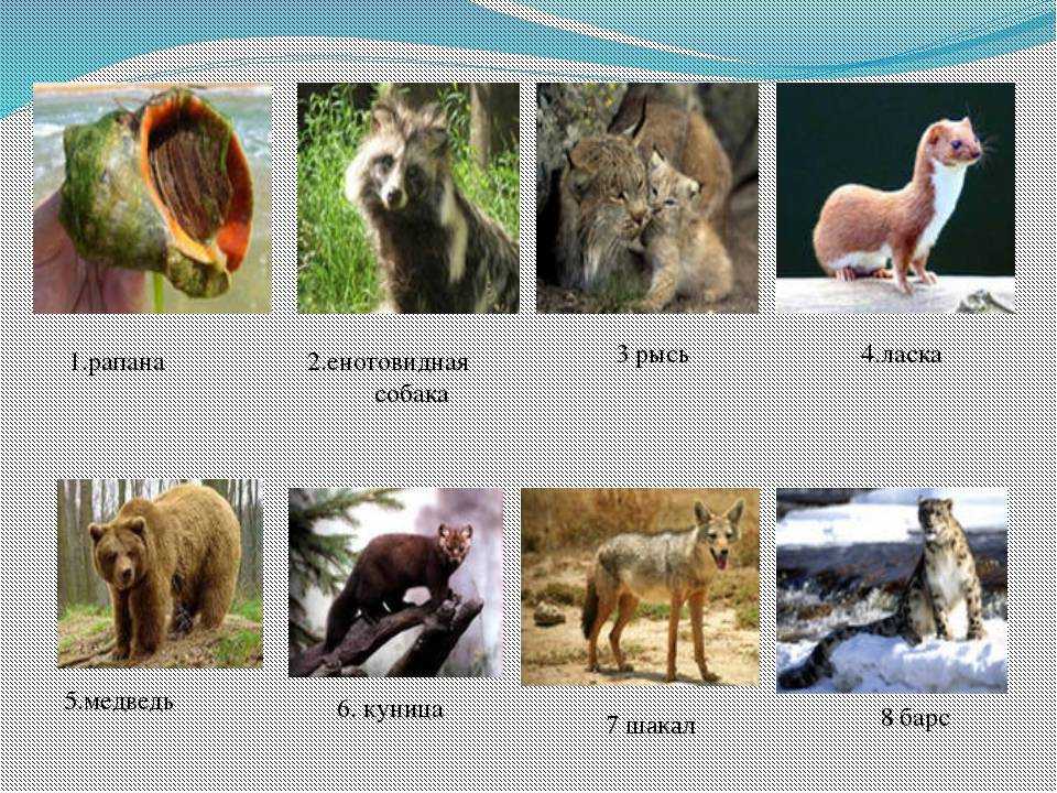 Редкие животные и растения, занесенные в красную книгу кавказа