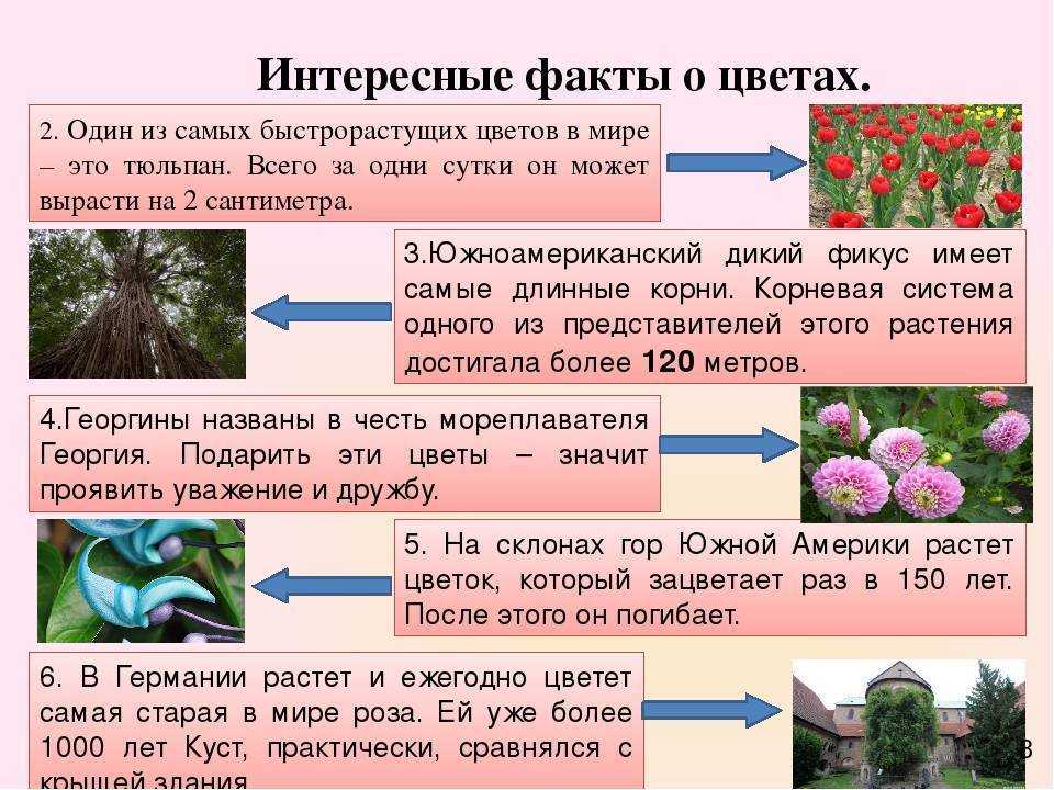 10 замечательных и интересных фактов о растениях