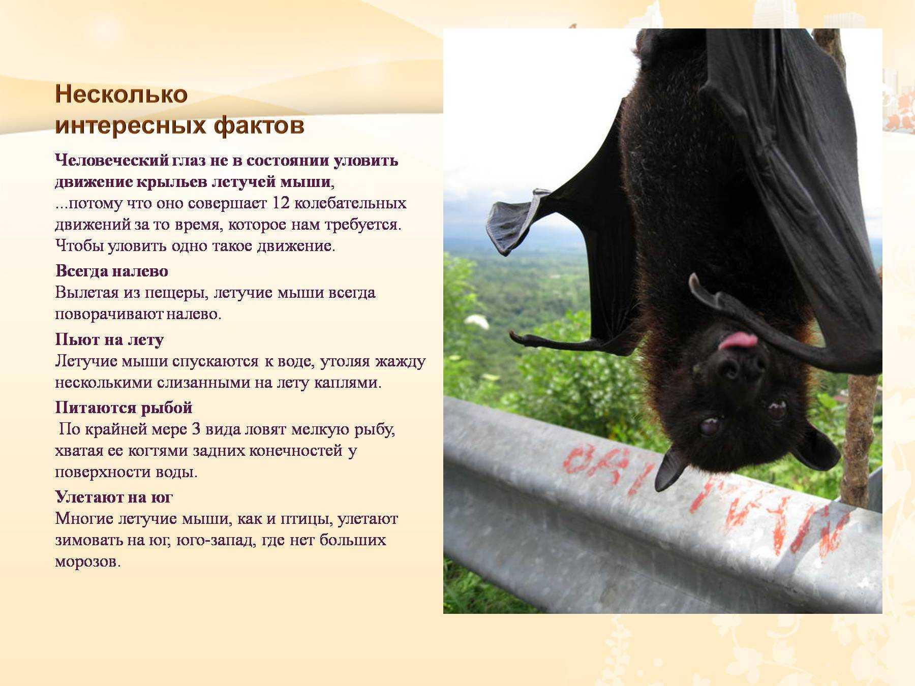 Презентация про летучую мышь