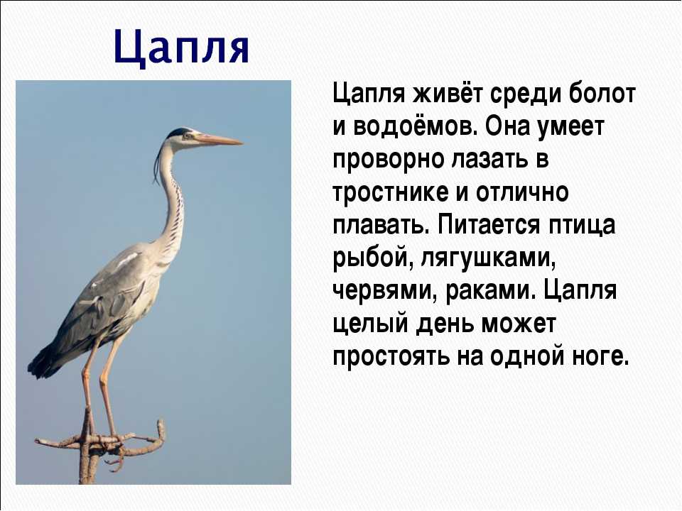 Птицы сибири | media news