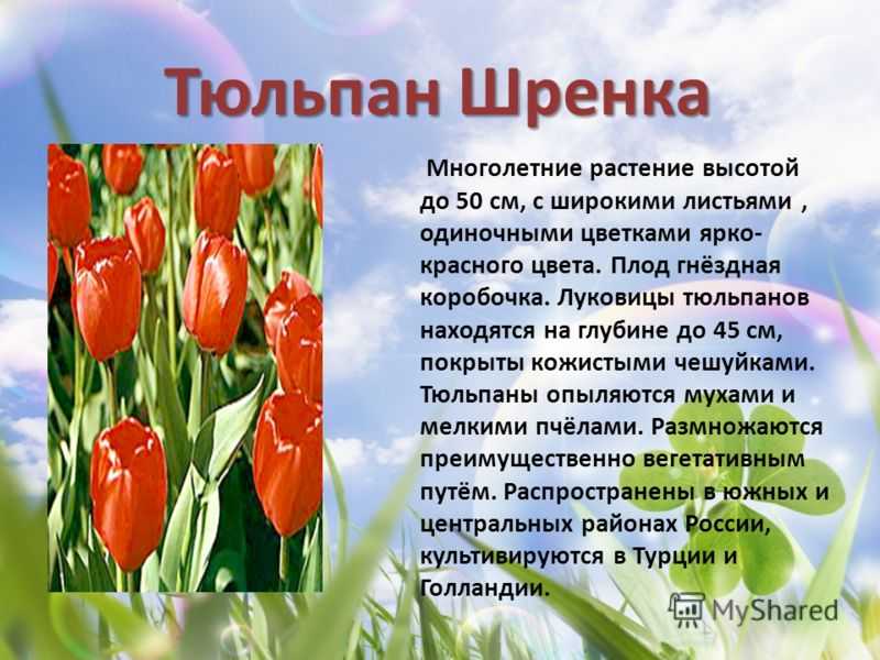 Цветущие степи россии: охота на дикие тюльпаны — porusski.me