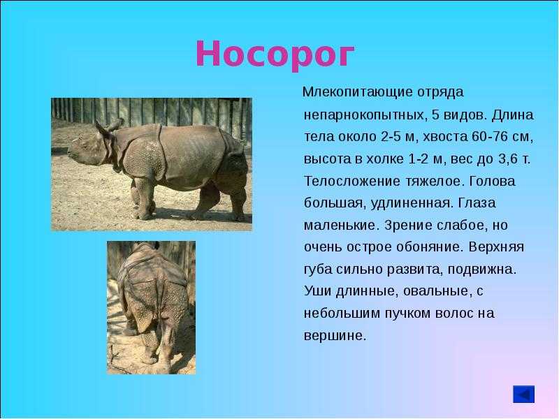 Носорог: образ жизни и фото
