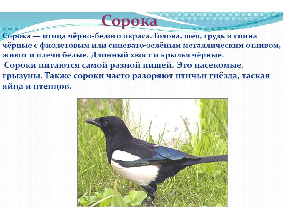 Выбор врановой птицы - энциклопедия владельца птицы
