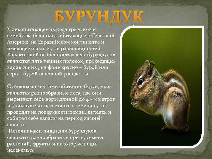 Бурундук