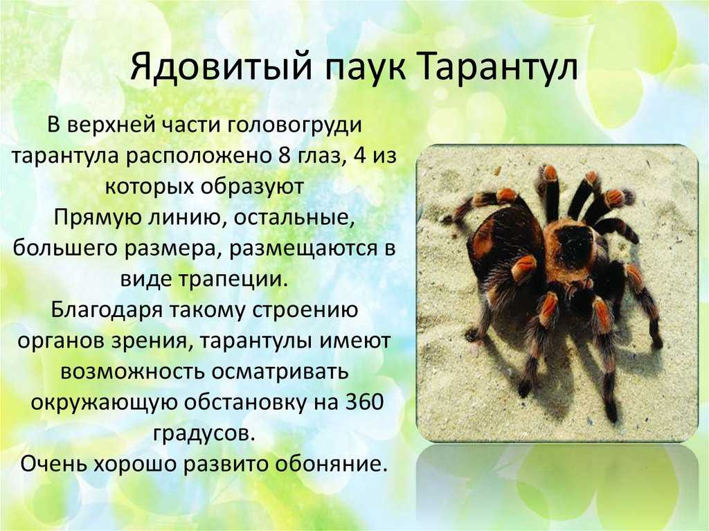 У пауков прикрепленный образ жизни