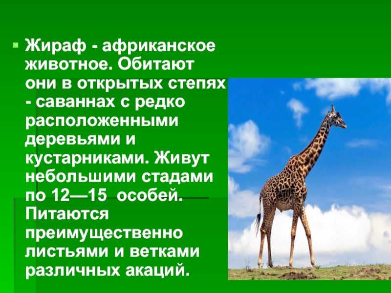 Жираф - описание, окрасы, что едят, сколько живет, фото