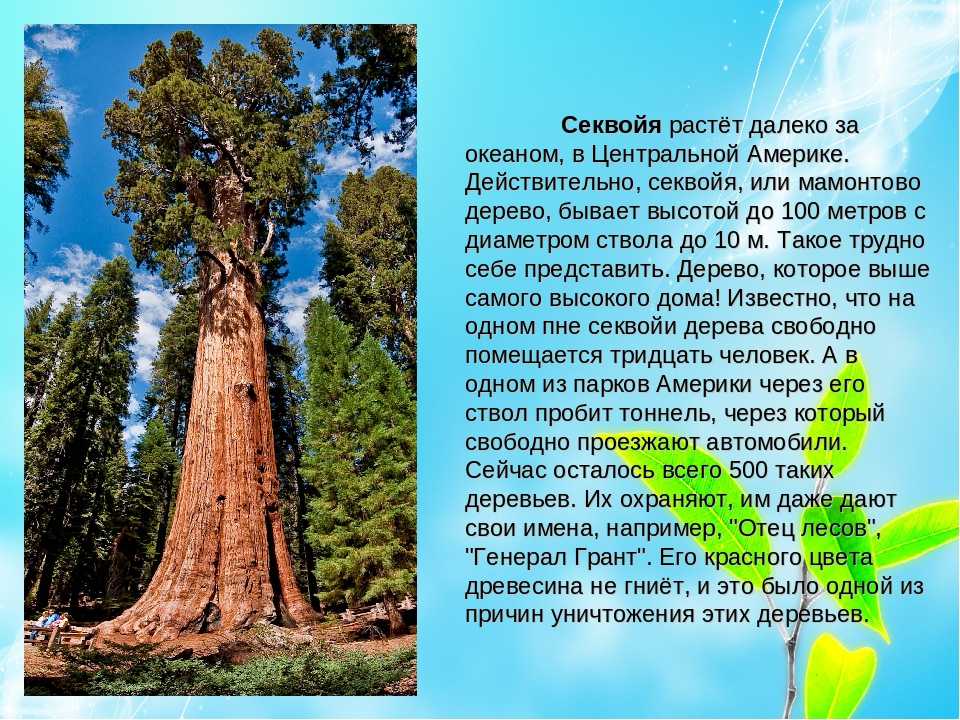 Секвойя - самое большое, высокое и старое дерево - zefirka