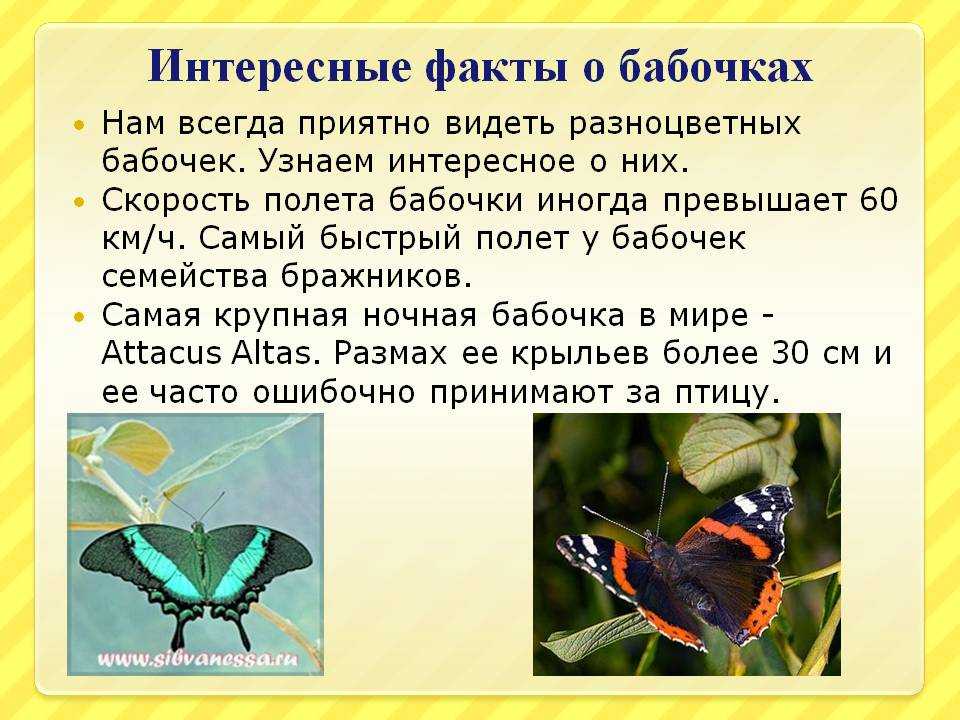 Бабочка: все самое интересное о повадках, внешнем виде
