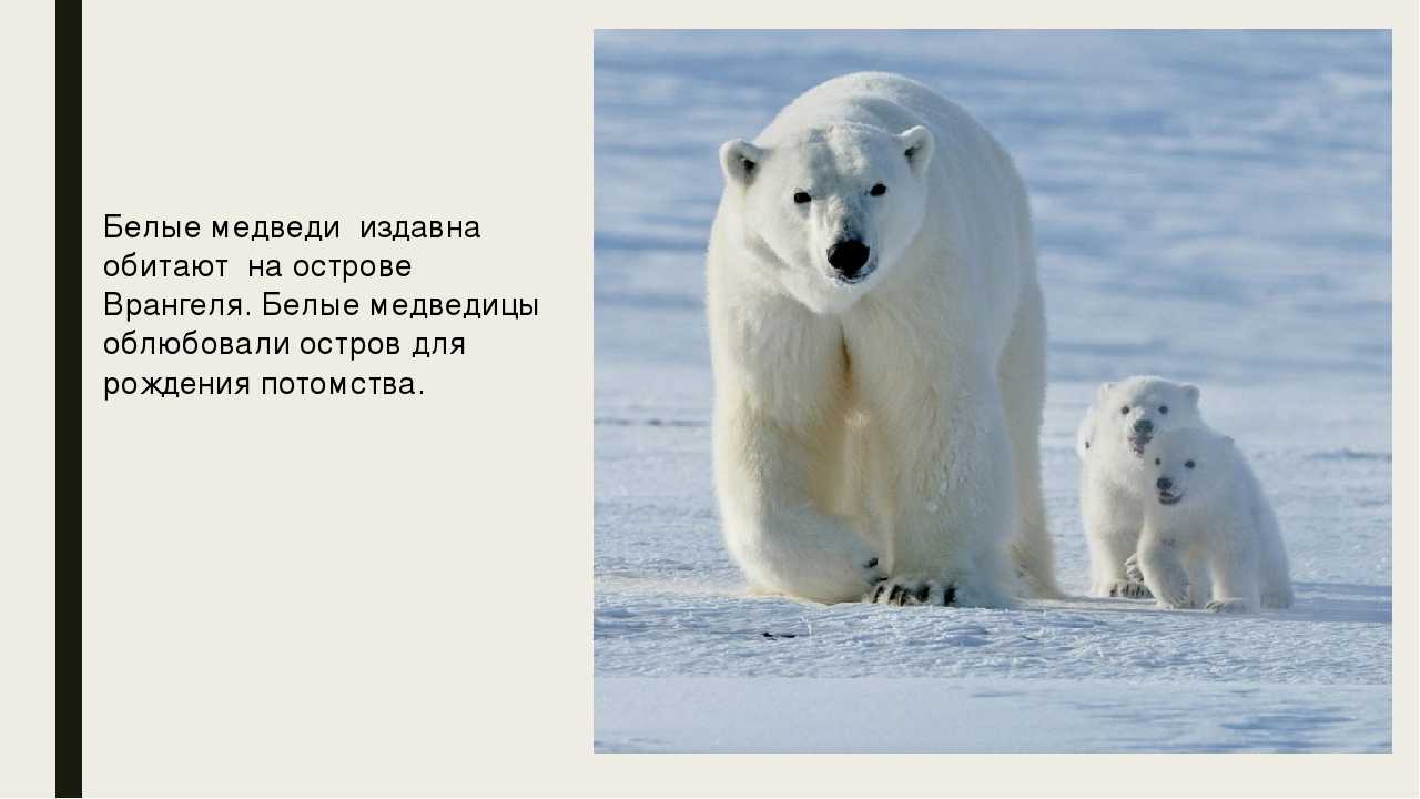Белый полярный медведь – описание, ареал, питание, размножение, поведение и фото