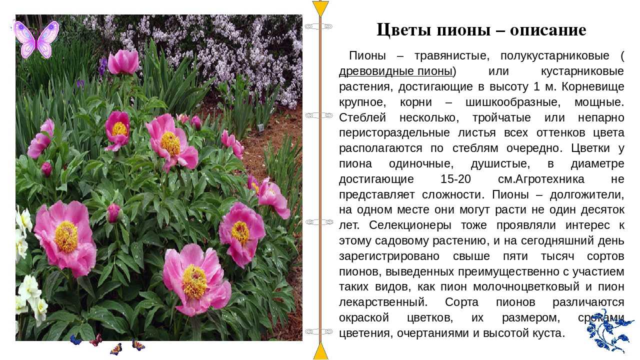 Пион — цветок двадцати дней: выращивание и уход