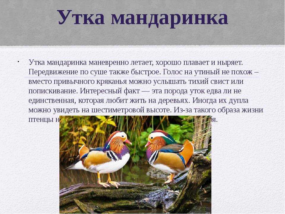 Лучшие породы уток для домашнего разведения с фото, названиями и описанием