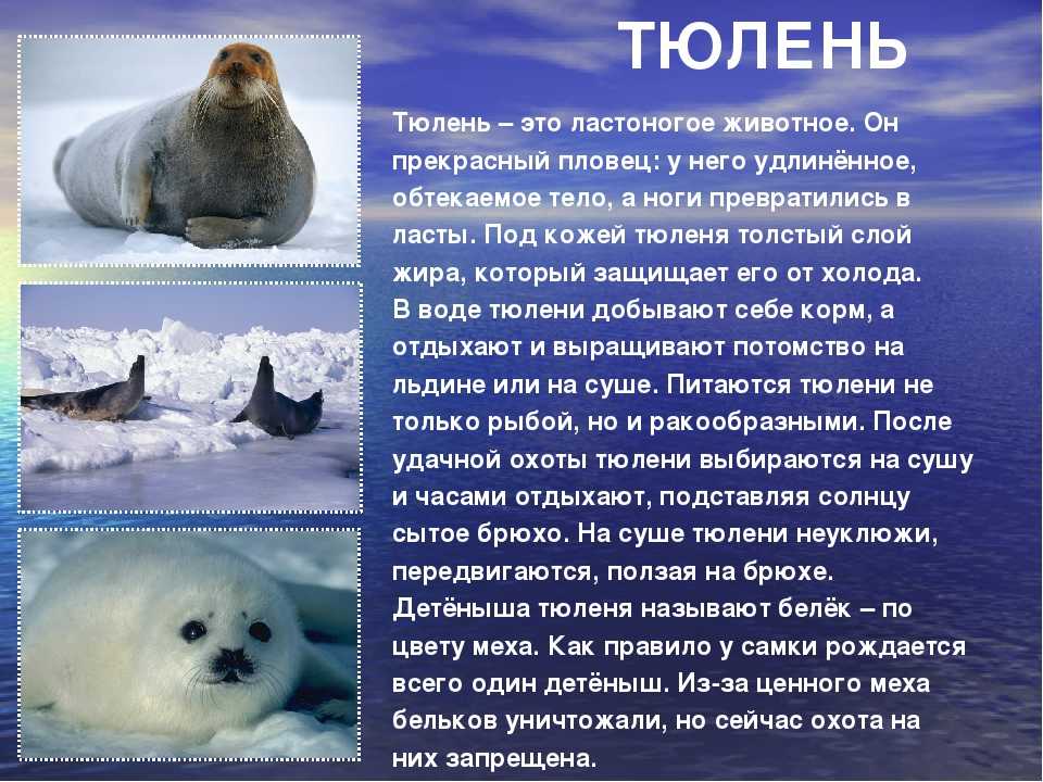 Зона лесов (окружающий мир, 4 класс): характеристика таёжных, смешанных и широколистных лесов