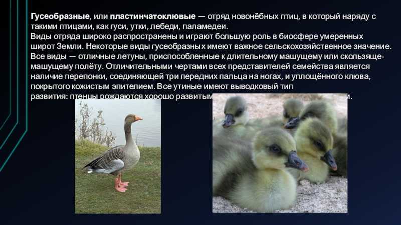 22 интересных факта о гусях