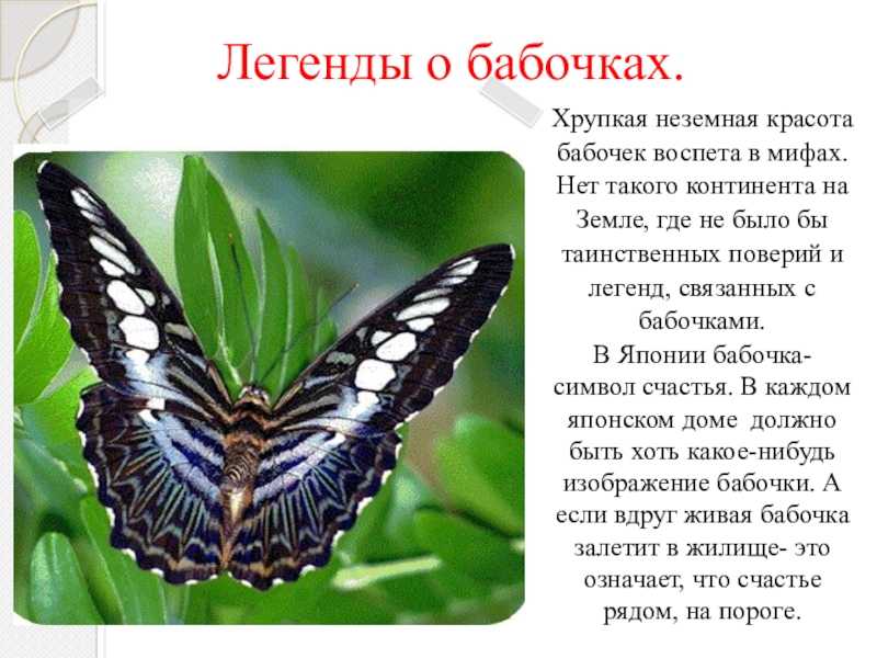 Самые необычные сведения о бабочках: как путешествуют, о их памяти и другое
