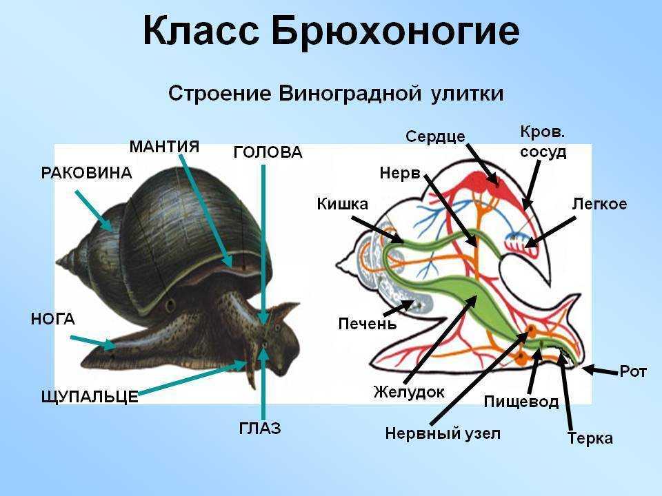 Органы моллюска на рисунке