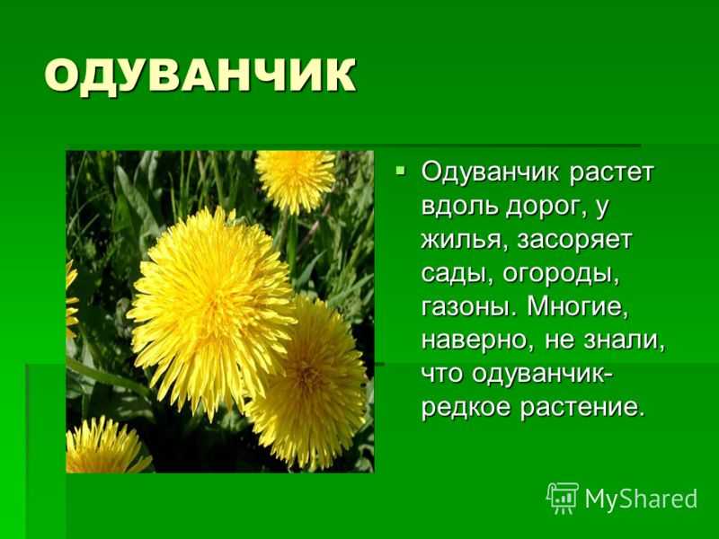 Сочинение одуванчик 2 класс презентация - 90 фото