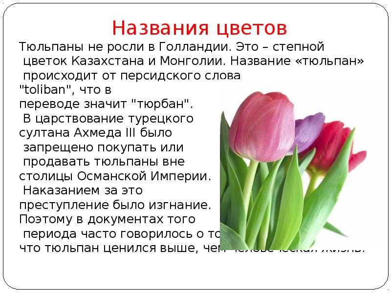 Интересные факты о тюльпанах: почему цветок так называется, сила симметрии, легенды о тюльпанах