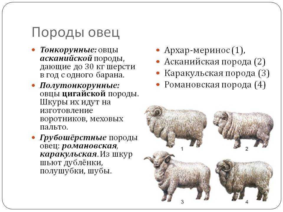 Овца животное. образ жизни и среда обитания овцы | животный мир